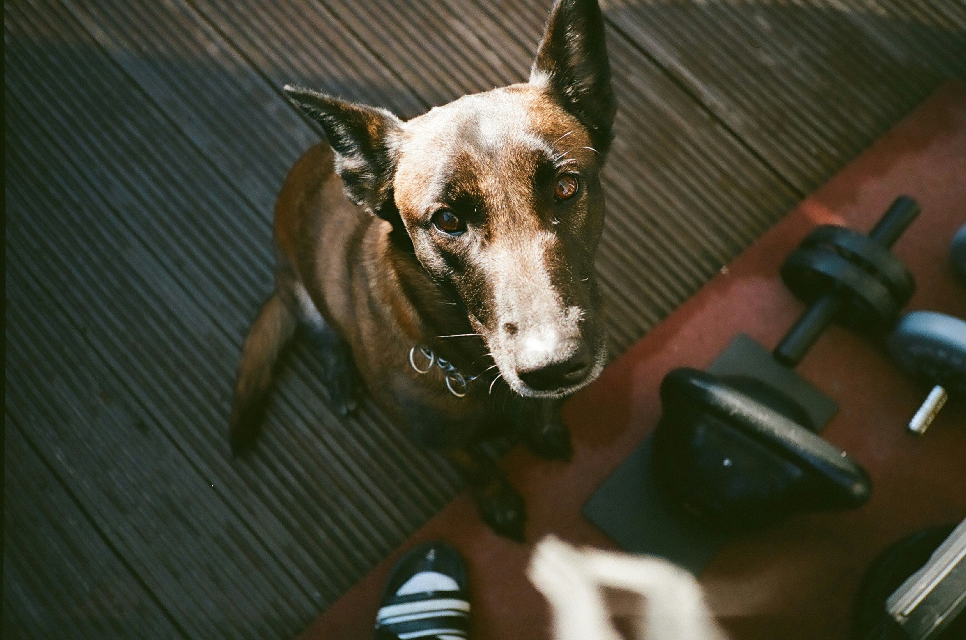 A short-haired brown dog with upright ears sits on wooden decking and looks up at the camera, next to a rubber floor with dumbbells and weight plates lying on it.